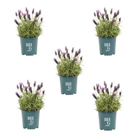 1QT Spanish Lavender Live Perennial Plant Sun 5-Pack