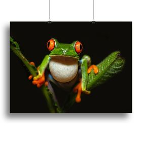 Red-eyed tree frog Canvas Print or Poster (type: Poster Print, size: 16" x 12" / 42cm x 30cm (approx))
