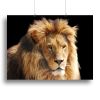 Lion head Canvas Print or Poster