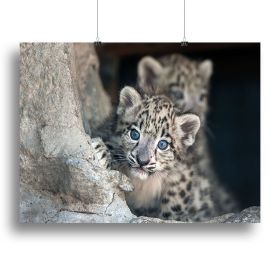 Snow leopard baby portrait Canvas Print or Poster (type: Poster Print, size: 12" x 8" / 30cm x 20cm (approx))