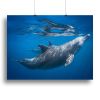 Dolphin at the surface Canvas Print or Poster