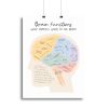 Brain Functions Canvas Print or Poster
