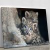 Snow leopard baby portrait Canvas Print or Poster